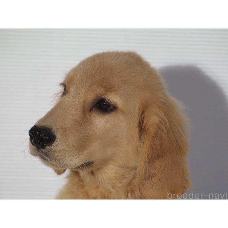 販売中の山梨県のゴールデンレトリーバー-406613の4枚目
